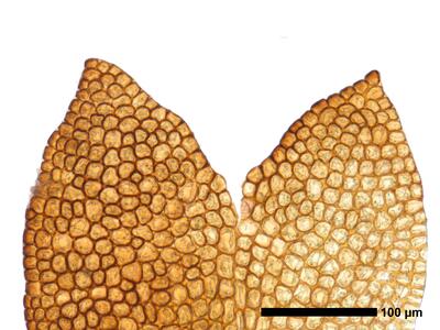 cephaloziella hampeana 1 flankenblatt zellen blattspitze
