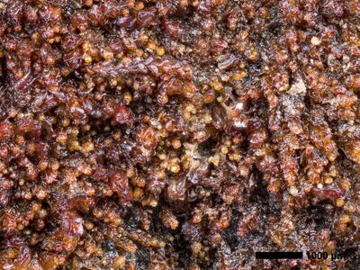 cephaloziella hampeana 1 habitus