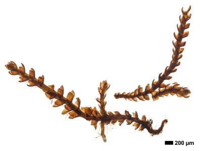 cephaloziella hampeana 1 habitus mann oberseite