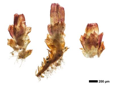 cephaloziella hampeana 1 habitus weib oberseite