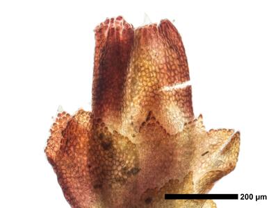 cephaloziella hampeana 1 habitus weib oberseite perianth