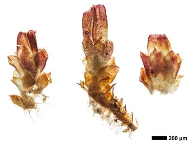 cephaloziella hampeana 1 habitus weib unterseite