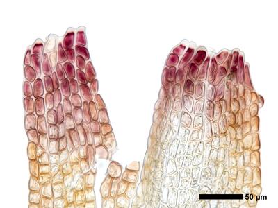 cephaloziella hampeana 1 perianthmuendung