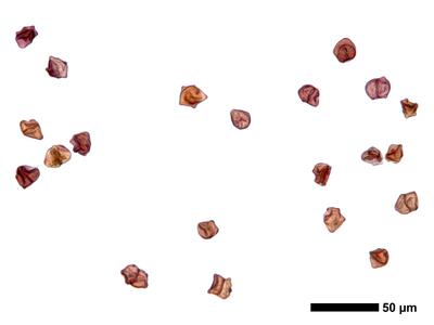 cephaloziella integerrima 1 brutgemmen