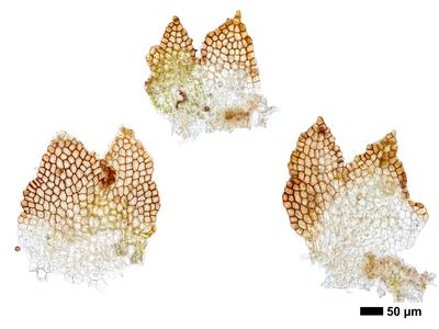 cephaloziella integerrima 1 flankenblatt