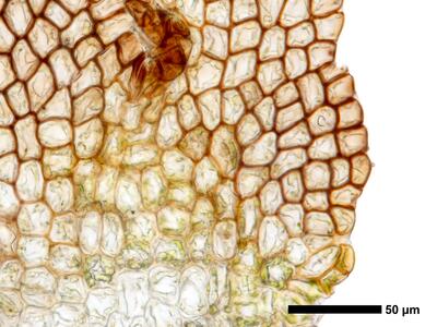 cephaloziella integerrima 1 flankenblatt zellen blattrand