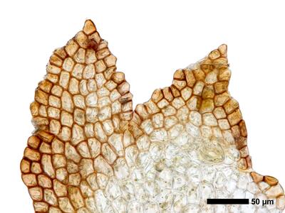 cephaloziella integerrima 1 flankenblatt zellen blattspitze