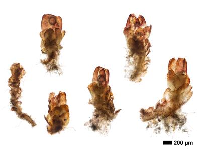 cephaloziella integerrima 1 habitus oberseite