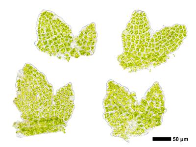 cephaloziella konstantinovae flankenblatt