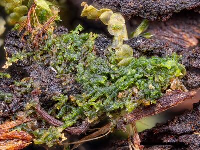 cephaloziella konstantinovae habitus