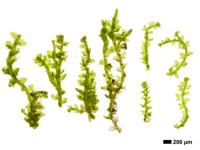 cephaloziella konstantinovae habitus oberseite
