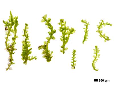 cephaloziella konstantinovae habitus unterseite