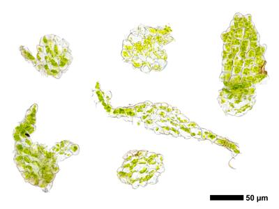 cephaloziella konstantinovae stamm quer