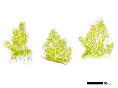 cephaloziella konstantinovae unterblatt