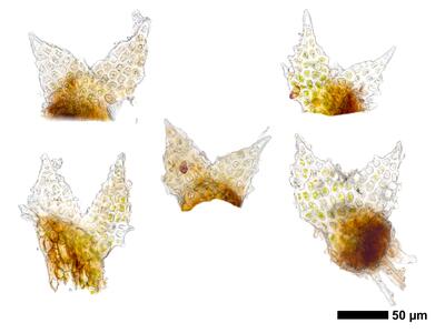 cephaloziella massalongi 1 flankenblatt