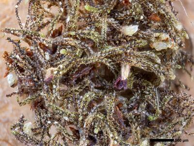 cephaloziella massalongi 1 habitus