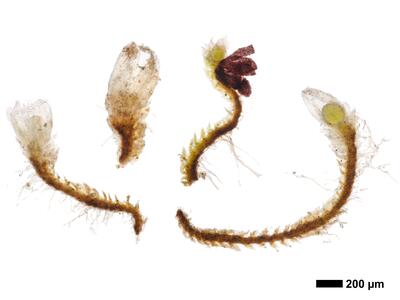 cephaloziella massalongi 1 habitus perianth oberseite