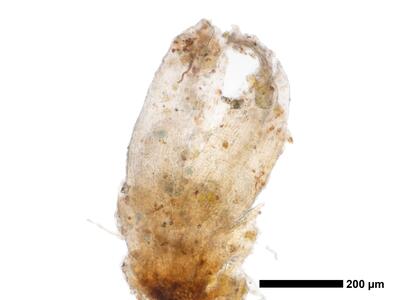 cephaloziella massalongi 1 habitus perianth oberseite perianth