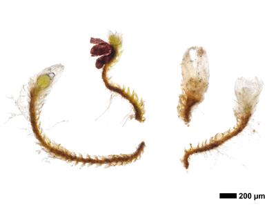 cephaloziella massalongi 1 habitus perianth unterseite