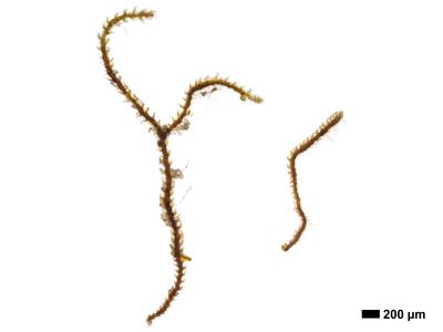 cephaloziella massalongi 1 habitus steril oberseite