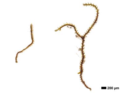 cephaloziella massalongi 1 habitus steril unterseite