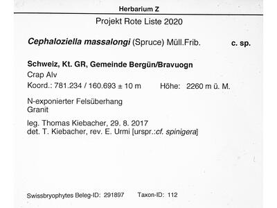 cephaloziella massalongi 1 herbarbeleg