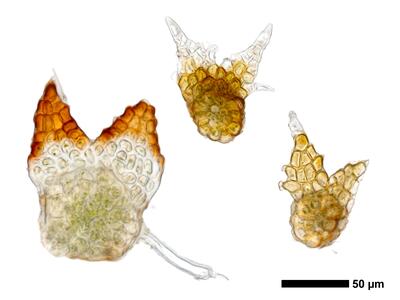 cephaloziella phyllacantha 1 flankenblatt
