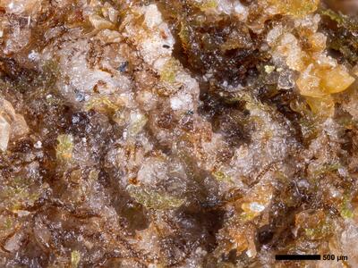 cephaloziella phyllacantha 1 habitus
