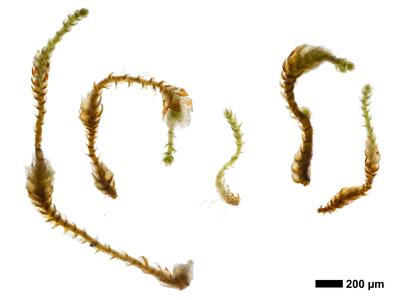cephaloziella phyllacantha 1 habitus oberseite