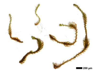 cephaloziella phyllacantha 1 habitus unterseite