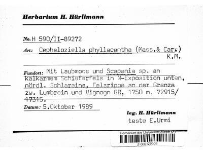 cephaloziella phyllacantha 1 herbarbeleg