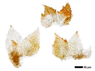 cephaloziella phyllacantha 1 male bract
