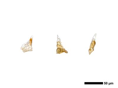 cephaloziella phyllacantha 1 unterblatt