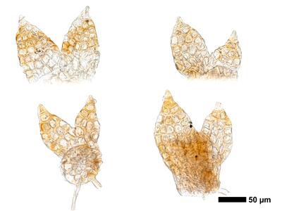 cephaloziella rubella 1 flankenblatt
