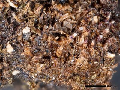 cephaloziella rubella 1 habitus