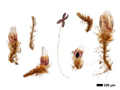 cephaloziella rubella 1 habitus oberseite