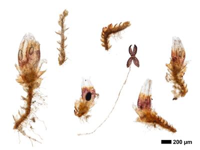 cephaloziella rubella 1 habitus unterseite