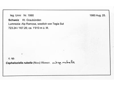 cephaloziella rubella 1 herbarbeleg