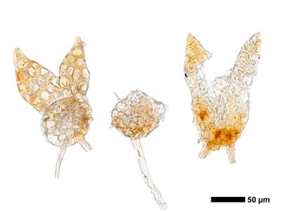 cephaloziella rubella 1 stamm quer