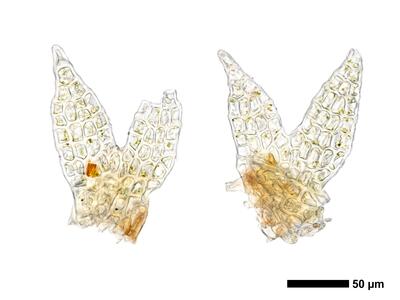 cephaloziella spinigera f striatula 1 flankenblatt