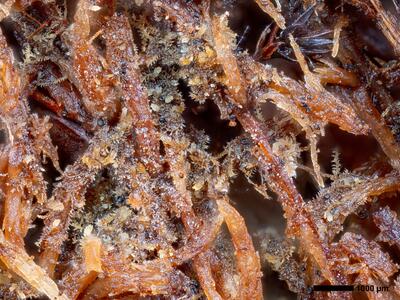 cephaloziella spinigera f striatula 1 habitus