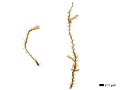 cephaloziella spinigera f striatula 1 habitus oberseite