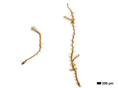 cephaloziella spinigera f striatula 1 habitus unterseite