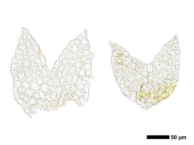 cephaloziella spinigera f striatula 2 flankenblatt