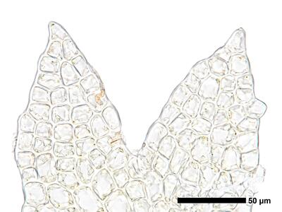 cephaloziella spinigera f striatula 2 flankenblatt zellen blattspitze