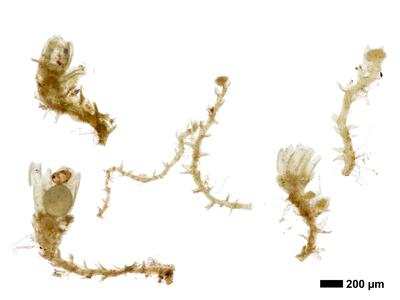 cephaloziella spinigera f striatula 2 habitus oberseite