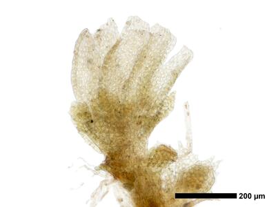 cephaloziella spinigera f striatula 2 habitus oberseite perianth