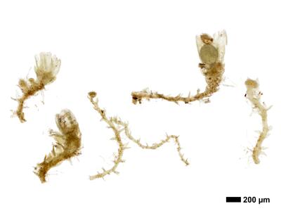 cephaloziella spinigera f striatula 2 habitus unterseite