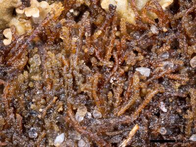 cephaloziella stellulifera 1 habitus