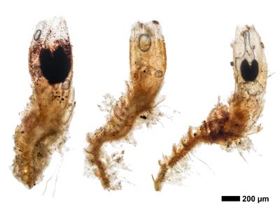 cephaloziella stellulifera 1 habitus perianth oberseite